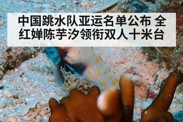 中国跳水队亚运名单公布 全红婵陈芋汐领衔双人十米台